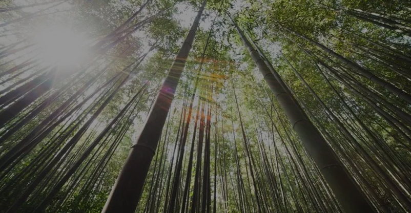 Neste fim de ano, celebre-se!