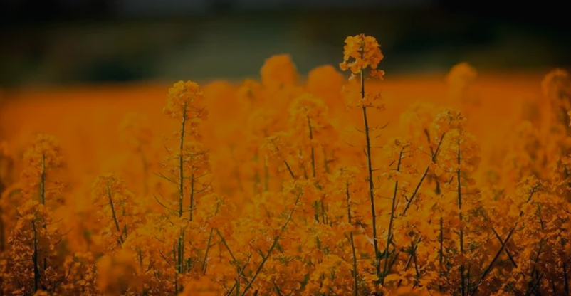 Expressão requer consciência