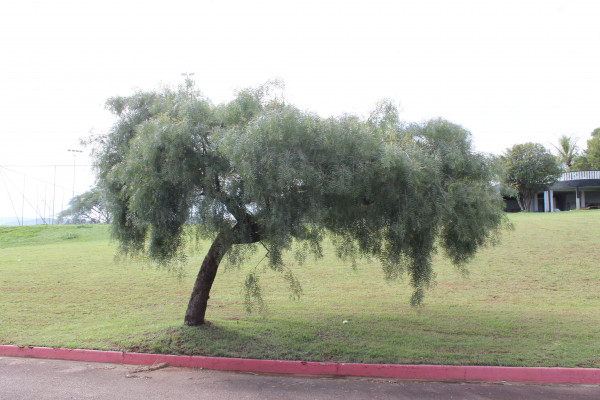 PH - Dezembro 01 - Grupo 713/2022