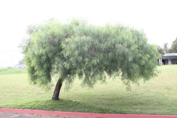 PH - Fevereiro 01 - Grupo 716/2023